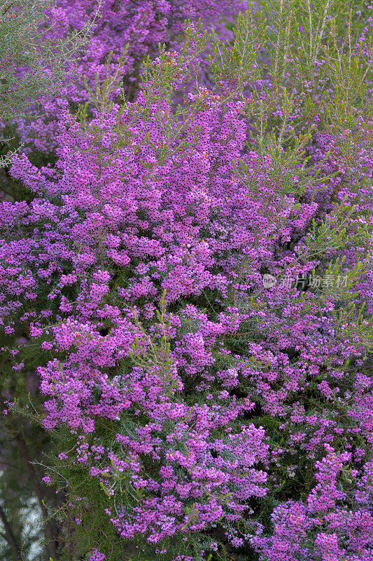 Erica cananaliculata / Channeled Heath /靶心设计Erica / Janome Erica